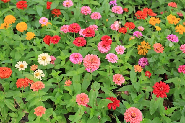 Bunt von der Zinniablume im Garten