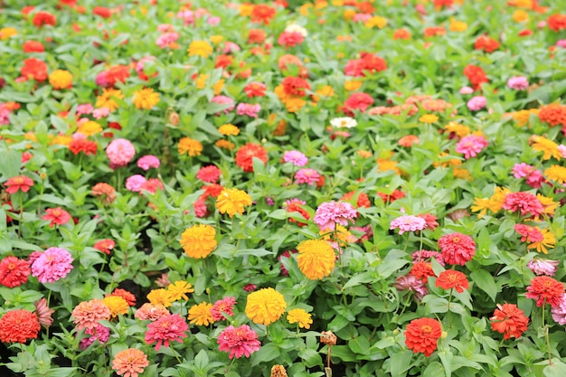 Bunt von der Zinniablume im Garten.