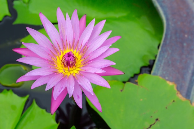 Bunt von einem Lotus.