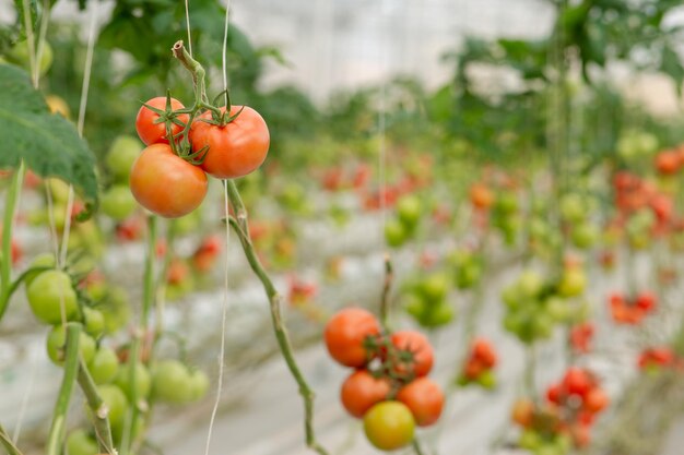 Bunt von roh bis reif Tomatenskala aus einem Gewächshaus