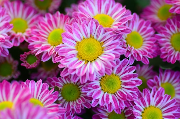 bunt von rosa Chrysanthemenblume