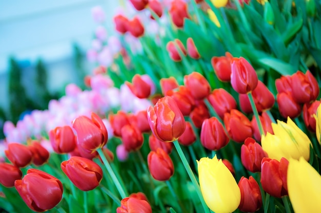 Bunt von Tulpen im Garten mit schönen.