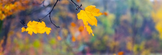 Bunte Ahornblätter auf einem Baum im Herbstwald auf verschwommenem Hintergrund