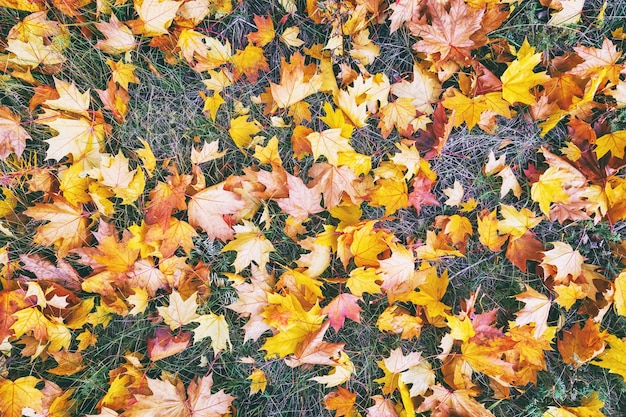 Bunte Ahornblätter im Herbst liegen auf dem Boden, Herbsthintergrund aus Blättern