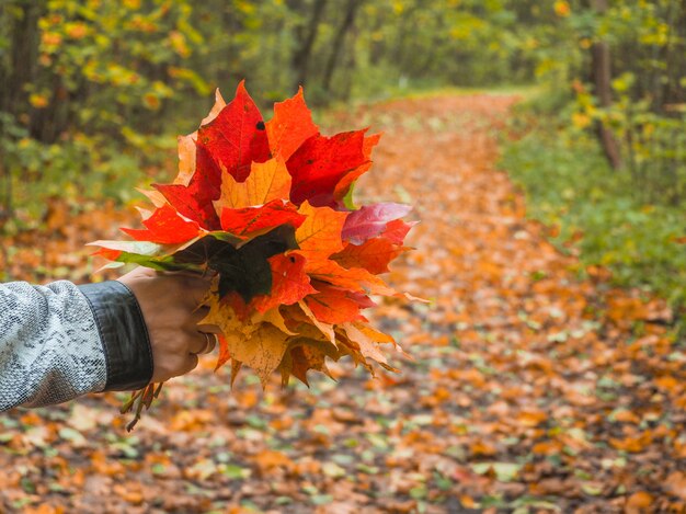 Bunte Ahornblätter in der Hand. Herbststimmung.