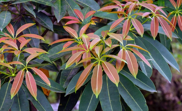 Bunte Alstonia Scholaris Blätter, allgemein als Tafelbaum bezeichnet. Natürlicher Hintergrund.