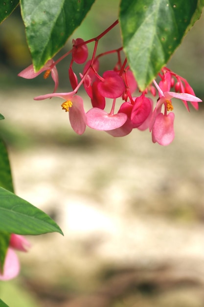 Bunte Angelwing Begonia Blumen im Garten