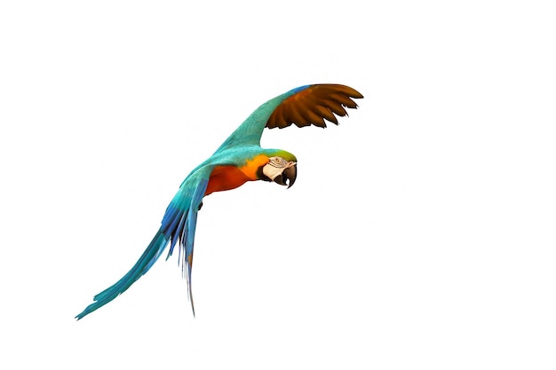 Bunte Ara Papagei fliegen isoliert auf weißem Hintergrund.