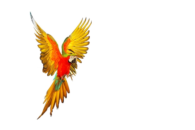 Bunte Ara Papagei fliegen isoliert auf weißem Hintergrund