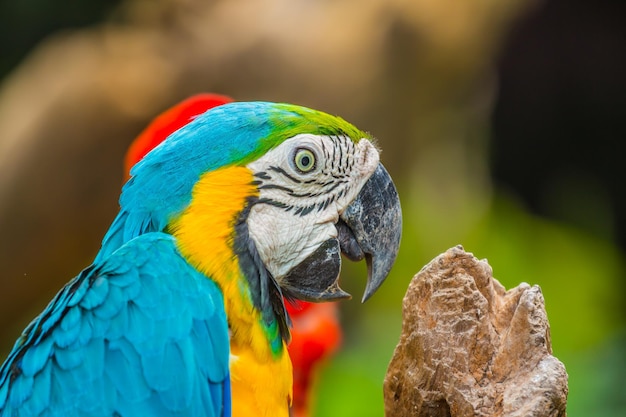 bunte ara papageien vogel hautnah