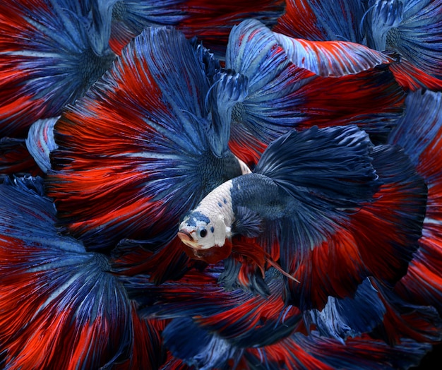 Bunte ausgefallene bettas.