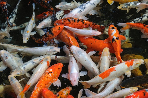 Bunte ausgefallene Karpfenfische Koi-Fische im Loro Parque Tenerife Can