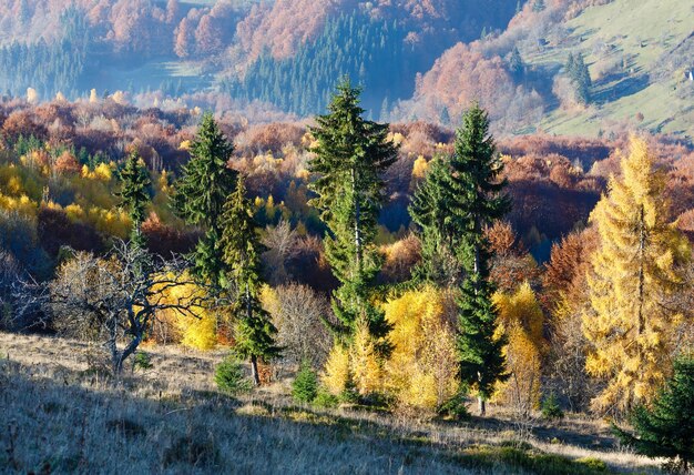 Bunte Bäume am Hang im Morgenherbstberg.