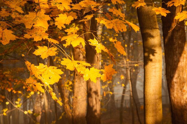 Bunte Bäume der Herbstsaison im Park