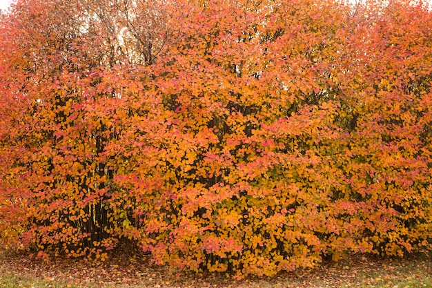 Bunte Bäume des Herbstes und gefallene Blätter