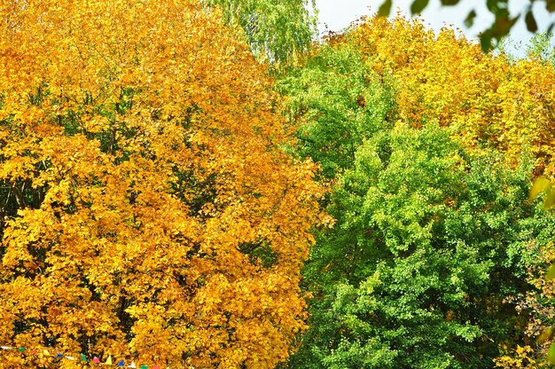 Bunte Bäume im Herbst