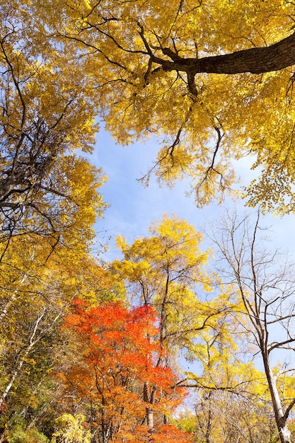 Bunte Baumaste im sonnigen Wald