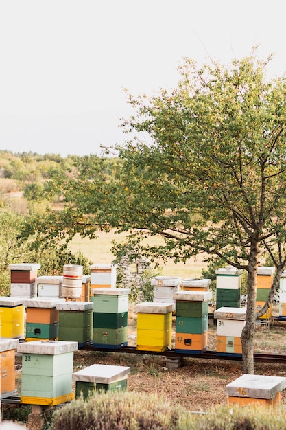 Foto bunte bienenstöcke auf dem feld