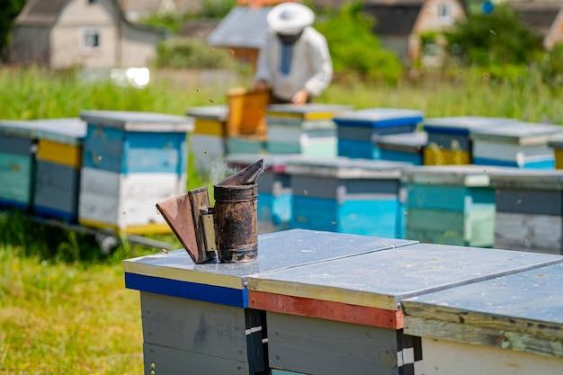 Bunte Bienenstöcke auf einer Wiese im Sommer Bienenstöcke in einem Bienenhaus mit Bienen, die zu den Landebrettern fliegen Imkerei Bienenraucher auf Bienenstock