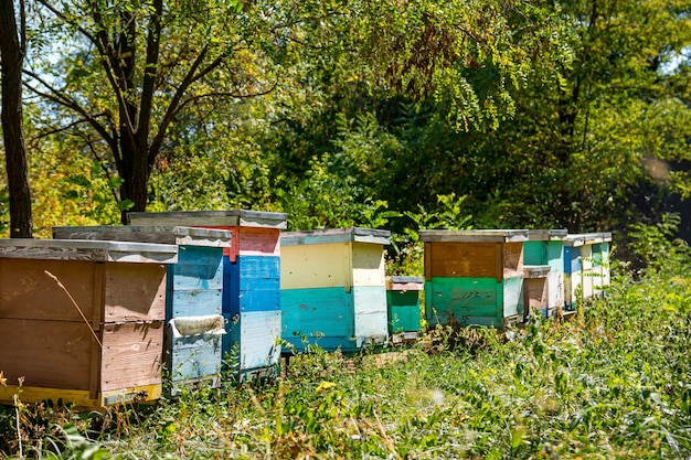 Bunte Bienenstöcke in einem Garten im Sommer. Bienenstöcke in einer Imkerei mit Bienen, die über fliegen. Imkerei-Konzept.