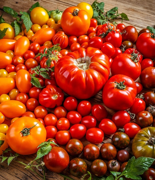 Bunte Bio-Tomaten