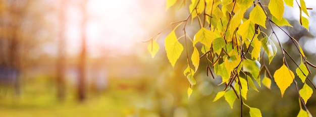 Bunte Birkenblätter auf einem Baum im Herbstwald auf verschwommenem Hintergrund bei sonnigem Wetter