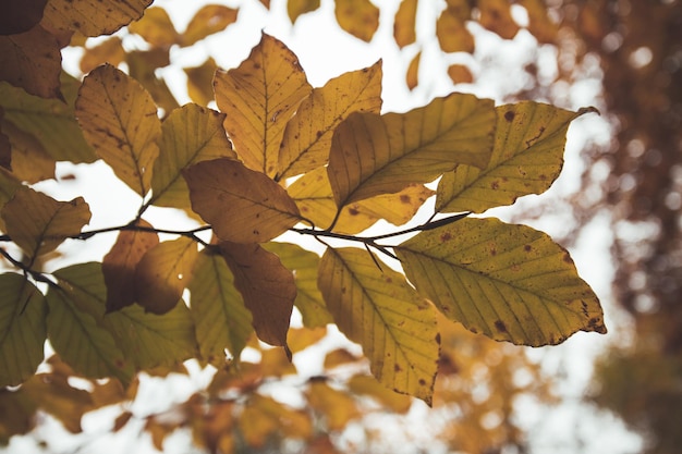 Bunte Blätter auf einem Baum im Herbstparkflair und undeutlicher Hintergrund