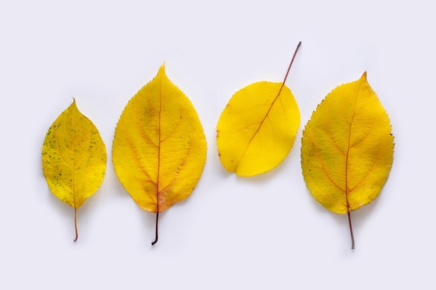 Foto bunte blätter des herbstes auf weißem hintergrund