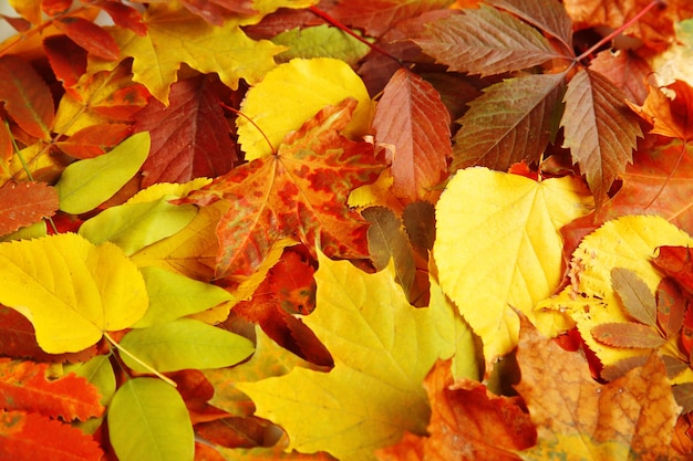 Bunte Blätter im Herbst hautnah