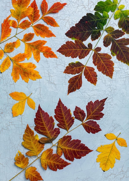 Foto bunte blätter im herbst