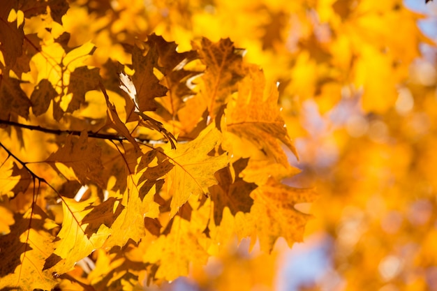 Foto bunte blätter in der herbstsaison