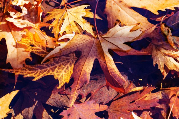 Bunte Blätter in der Herbstsaison