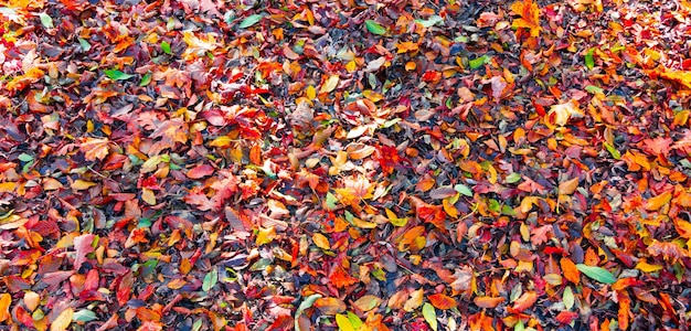 Bunte Blätter in einem Park auf dem Boden Herbst