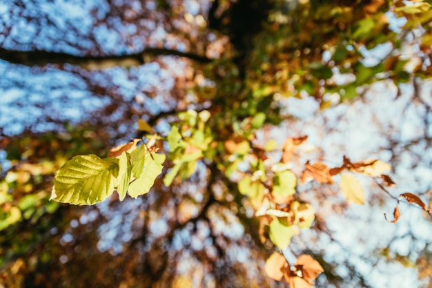 Foto bunte blätter in einem park im herbst kopieren platz