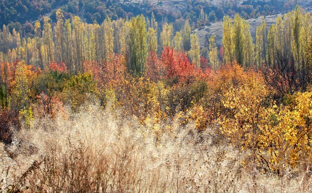 Bunte Blätter und Herbst des schönen Gartens