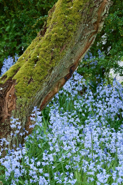 Bunte Bluebell-Blumen, die um moosbedeckten Holzbaumstamm wachsen Blühende, blühende, blaue scilla siberica-Pflanzen in einem ruhigen, friedlichen, privaten Hausgarten und Hinterhof