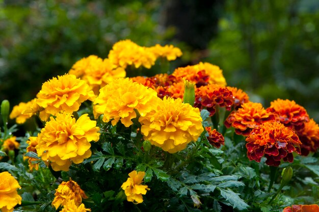 Bunte Blüte Ringelblume Chrysantheme Blume