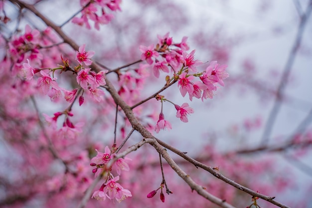 Bunte Blüten blühen in einem kleinen Dorf vor dem Tet Festival Vietnam Lunar Year Pfirsichblüte