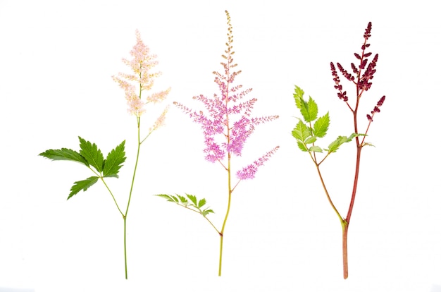 Bunte Blüten und Blätter von Astilbe.