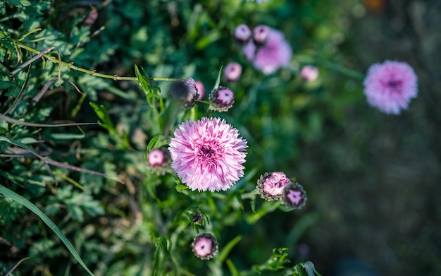 bunte Blütenblume während der Frühlingssaison.