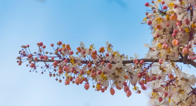bunte Blume auf tropischem Baum in Thailand, natürliche Szene in Asien