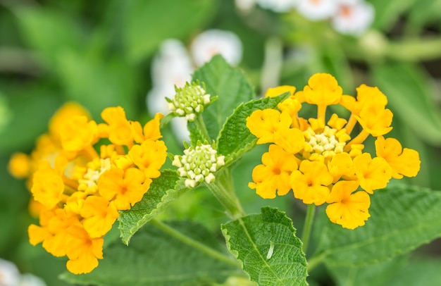 Bunte Blume, Gelber Lantana, Wilder Salbei, Tuch aus Gold (Lantana camara L.)