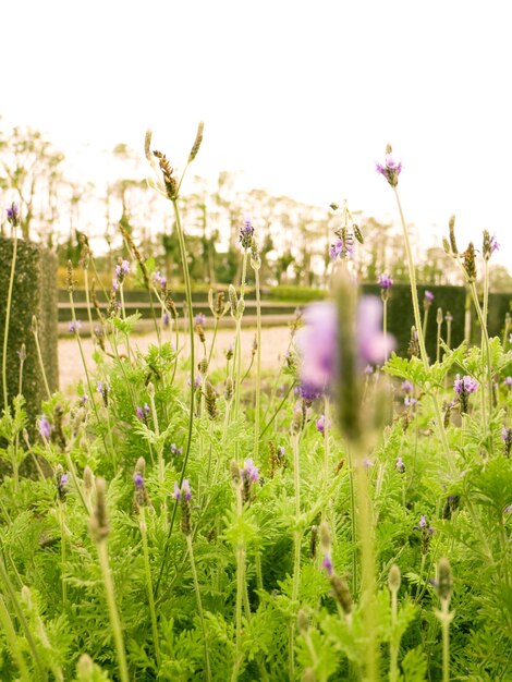 Bunte Blume im blühenden Hintergrund