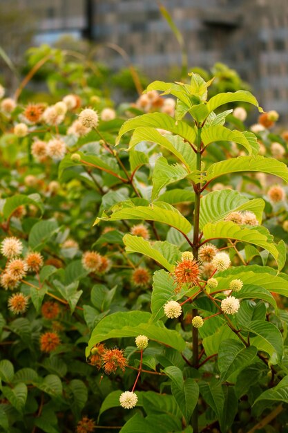 Bunte Blume im blühenden Hintergrund