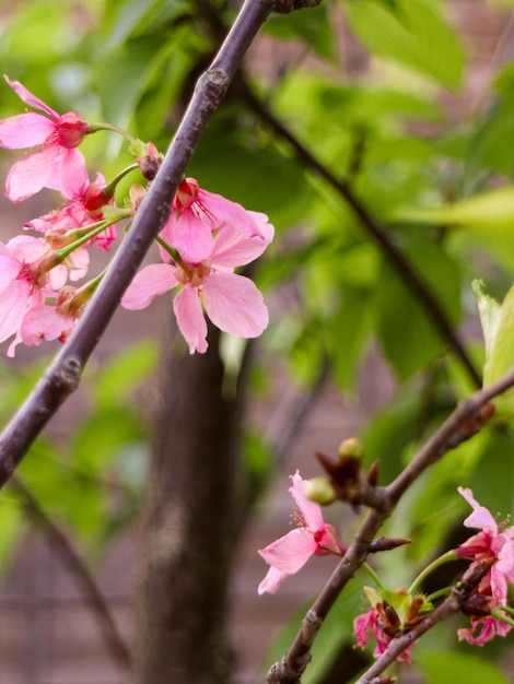 Bunte Blume im blühenden Hintergrund