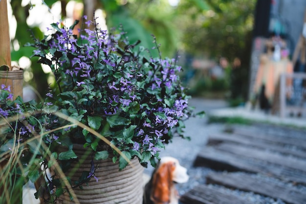 Bunte Blume im Cafégarten Outdoor-Konzept der grünen Natur Umweltdekoration Pflanze Blume im Topf