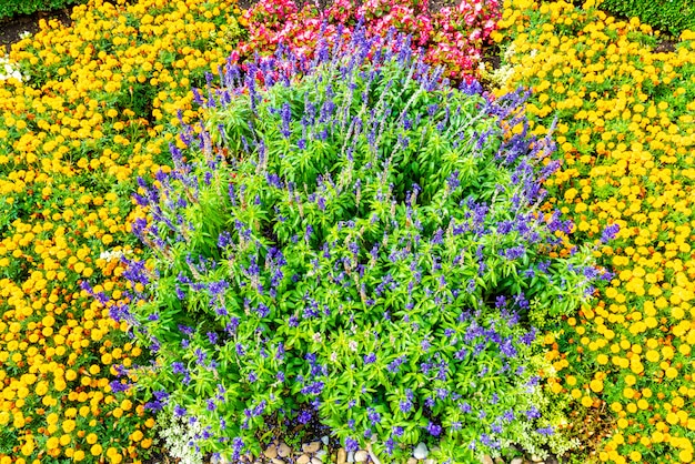 bunte Blume im Garten