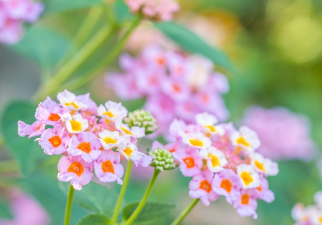 Bunte Blume, Lantana, Wilder Salbei, Tuch aus Gold (Lantana camara L.)