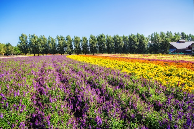 Bunte Blumen auf dem Gebiet und dem blauen Himmel.