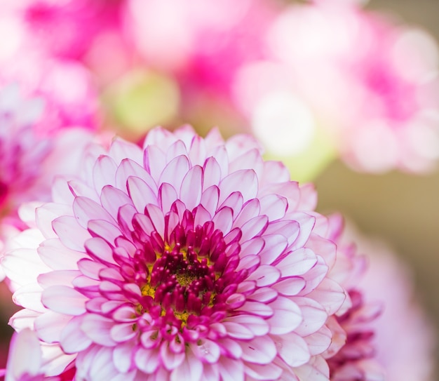 Bunte Blumen Chrysantheme für Hintergrund